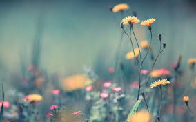 The best selection of royalty free flower background vector art, graphics and stock illustrations. Pastel Flower Phone Wallpaper Nature Dandelion Flower