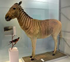 Bringing Back Extinct Animals Scientific Scribbles