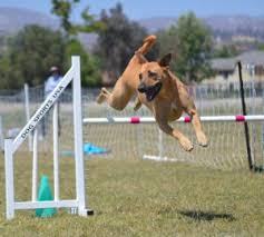 Competition Update Fall 2019