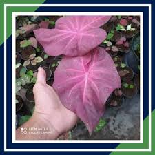 Find the latest tracks, albums, and images from pinky boy. Jual Pinkyboy Caladium Keladi Thailand Tanaman Hias Keladi Jakarta Selatan Yangi Kria Tokopedia