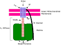 PDB-101: ATP Synthase