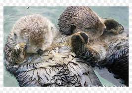 Large rafts of sea otters in the wild are more. Did You Know That Otters Hold Each Other S Hands When Sea Otters Holding Hands Clipart 13870 Pikpng