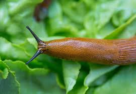 You can also kill them using boiling water. How To Get Rid Of Slugs 5 Ways Bob Vila