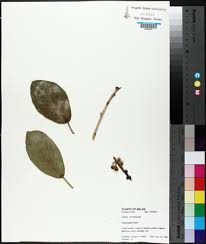 Image result for Ficus oreodryadum