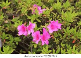 Image result for Rhododendron pulchrum
