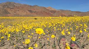 We did not find results for: Valley Of Life How The Super Bloom Is Transforming Death Valley National Parks Conservation Association