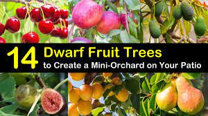 Homegrown is always best, but homegrown with online orchards is even better. 14 Dwarf Fruit Trees To Create A Mini Orchard On Your Patio