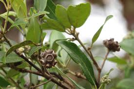 Image result for Syncarpia