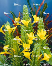 Image result for Justicia flava