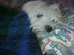 Why buy a löwchen puppy for sale if you can adopt and save a life? Lowchen Dog Breed Information And Pictures