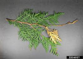 Image result for thuja drying out dead dried symptoms)