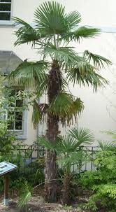 Check spelling or type a new query. Windmill Palm Trachycarpus Fortunei Winterharte Pflanzen Garten Palmen Garten Tropische Garten
