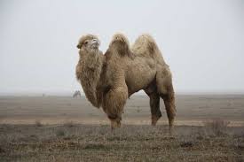 Announces that it could mean perseverance on the right path, good faith, lawful fortune, knowledge and wisdom. Why Dream Of Riding A Camel Camel Miller S Dream Book Muslim Dream Book Why Do Camels Dream If The Camel Is Dreaming In The Ukrainian Dream Book