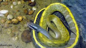 …herpestes, will attack and kill venomous snakes. Giftige Schlangen In Thailand Worauf Man Achten Sollte Thai23