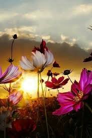 Bellissime fotografie di fiori da scaricare gratis. Fiori Al Tramonto Immagini Di Fiori Fotografia Natura Fiori