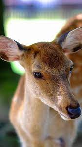 Deer Wallpaper Animals Cute Animals Animal Photography