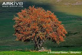 Rowan Photo Sorbus Aucuparia A20227 Arkive Tree Garden Design Rowan Tree Garden Trees