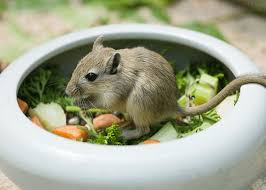 Well, if you live in one of the states that allow pet raccoons, that dream could be a reality. Best Small Pets For Kids In Singapore Honeykids Asia