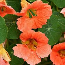Nasturtium Seeds 15 Varieties Annual Flower Seeds Flower Seeds Nasturtium Annual Flowers