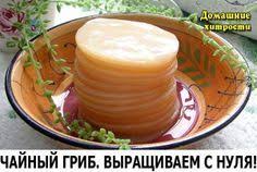 как вырастить молочный гриб с нуля в домашних условиях Chajnyj Grib Vyrashivaem S Nulya Kombucha Eda I Vino Russkie Produkty