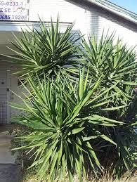 Image result for Yucca gigantea