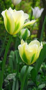 Tulipa Spring Green Viridiflora Tulip Bulbs Bulb Flowers Spring Tulips Tulips Flowers