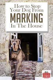 How to stop my dog from marking in the house. Pin On Good Dog Info