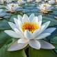 A Mindful Heart event image