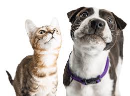 How do i find veterinarians near me? Veterinarian Near Me 44143 Richman Animal Clinic