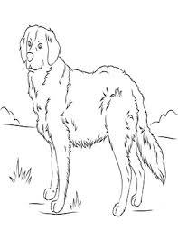 Ausmalbild Golden Retriever In 2020 Ausmalbilder Hunde Ausmalen Golden Retriever