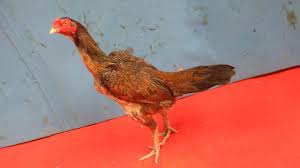 Ayam mangon jual hewan peliharaan hewan lainnya terlengkap di kalimantan selatan olx co id. Ciri Ayam Mangon Betina Ori Ayam Mania
