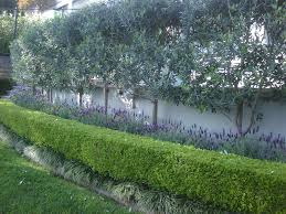 Pin By Anne Mellenthin On Outdoor Spaces Outdoor Landscaping Olive Trees Garden Backyard Landscaping