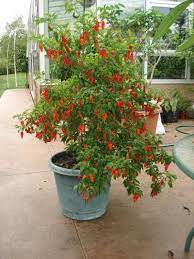 Check spelling or type a new query. How To Grow And Care Ghost Pepper Plants Morflora