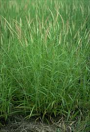 Image result for Cenchrus macrourus