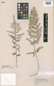 Image result for Asplenium rutifolium