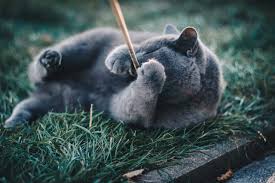 Mavi Rus Kedisi Russian Blue Mavi Rus Kedisi Kedi Siyam Kedileri