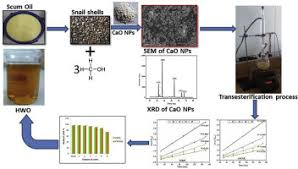 The benefits of a2 milk include less bloating, abdominal discomfort, reduces signs of gut inflammation and eases digestion. Optimization And Kinetic Study Of Biodiesel Production From Hydnocarpus Wightiana Oil And Dairy Waste Scum Using Snail Shell Cao Nano Catalyst Sciencedirect
