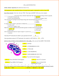 Photosynthesis And Cellular Respiration Review Sheet Denmar Essay Pdf Select The Cellular Respiration Photosynthesis And Cellular Respiration Biology Worksheet
