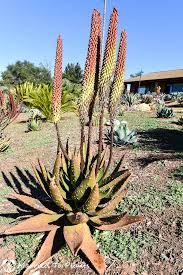 Image result for Aloe aculeata × excelsa