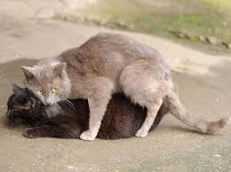 Es gibt keinen genau definierten zeitpunkt, wann kater anfangen zu markieren: Kastrierter Kater Besteigt Andere Katzen Was Tun