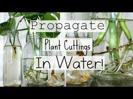 There are such a large variety of houseplants that can be rooted in water. How To Propagate Houseplants From Cuttings How To Water Propagate Indoor Plants Youtube
