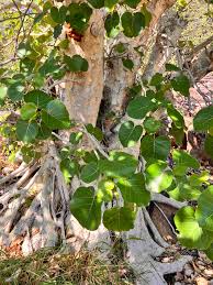 Image result for Ficus abutilifolia