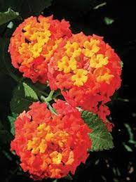 Wildflowers Texas Highways South Texas Landscaping Texas Native Plants Texas Landscaping