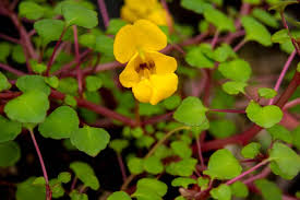 Image result for Impatiens zombensis