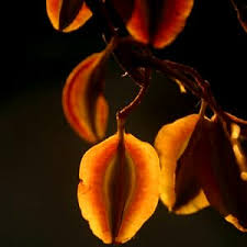 Image result for Combretum hereroense