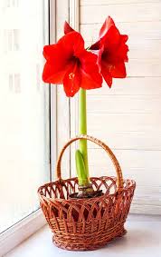 Flowers once, bloom lasts up to six months. How To Force Spring Blossoms Indoors Gardener S Path