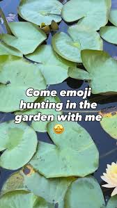 Image result for Euphorbia mossambicensis