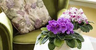 Maybe you would like to learn more about one of these? 10 Tips Caring For Flowering Indoor Plants My Garden Life