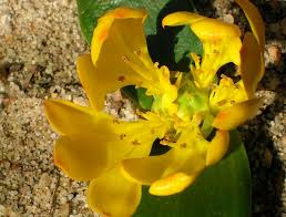 Image result for Daubenya