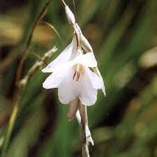 Image result for Dierama formosum
